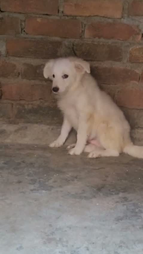 Pomeranian Puppy, farm video