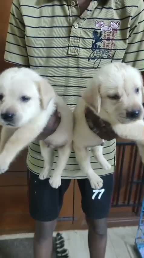 Beagle Black & Tan Puppy, farm video