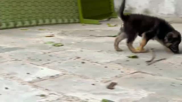 German Shepherd Puppy, farm video