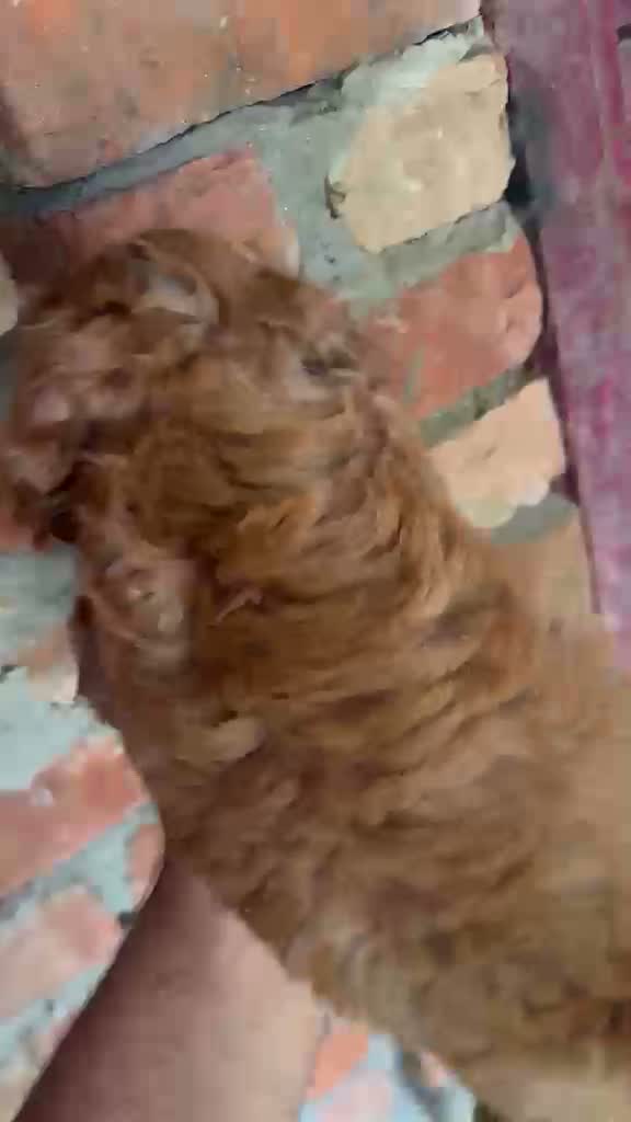 Standard Poodle Puppy, farm video