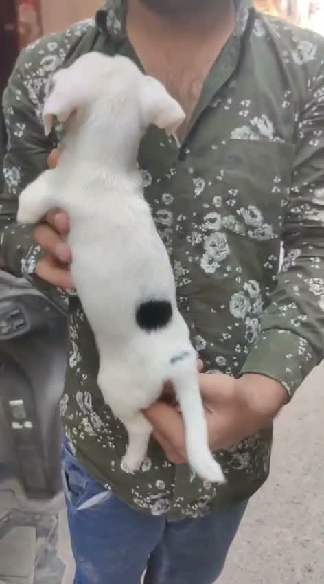 Chihuahua Puppy, farm video