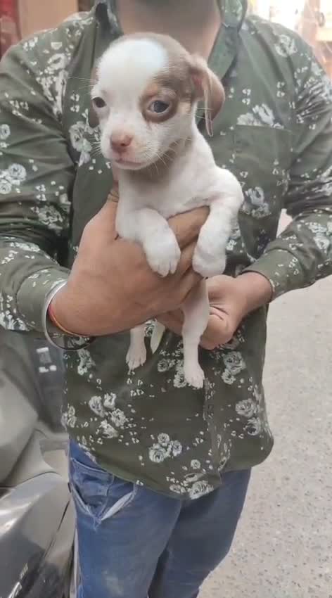 Chihuahua Puppy, farm video