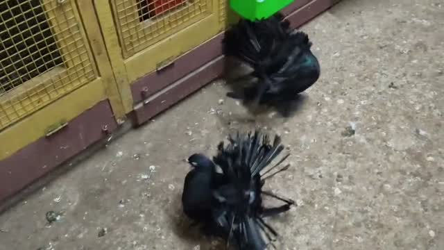 Homer Pigeon, farm video