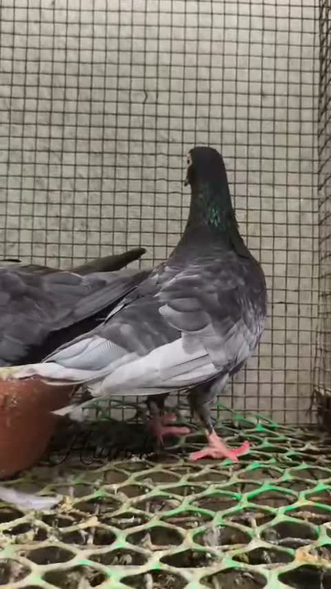 Homer Pigeon, farm video