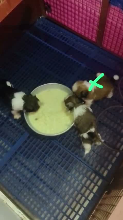 Shih Tzu | Black Color, farm video