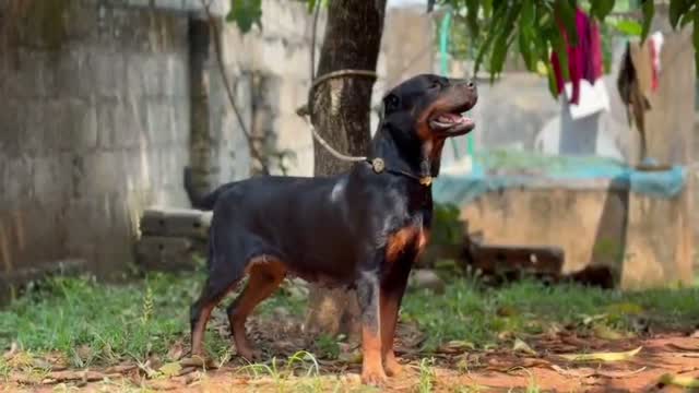 Dachshund Puppy | Brown, farm video