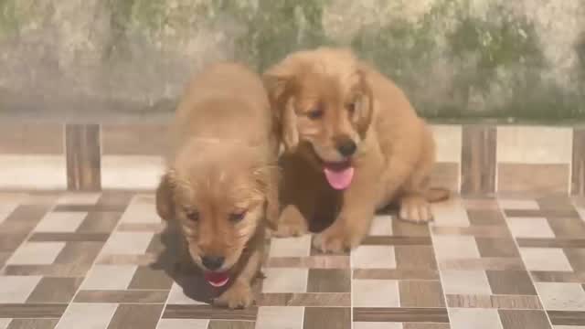 Dachshund Puppy | Brown, farm video