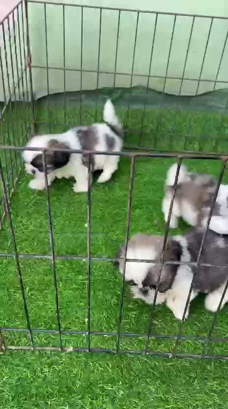 Shih Tzu | Black Color, farm video