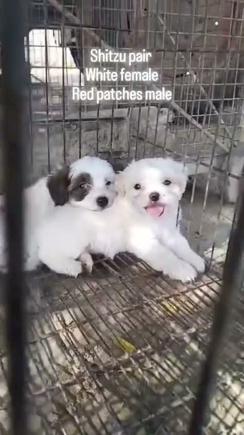 Shih Tzu | Black Color, farm video