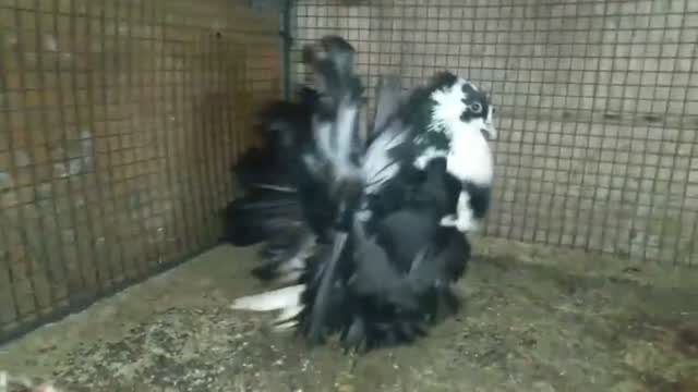 Homer Pigeon, farm video