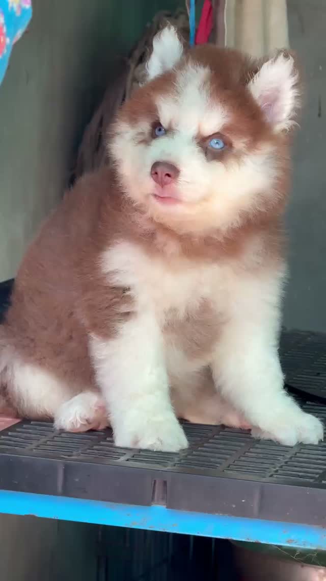 Siberian Husky Puppy | Black & White Color, farm video