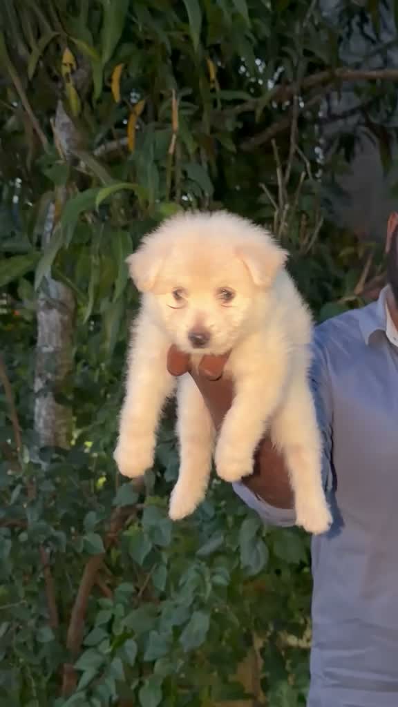 Pitbull Terrier Puppy, farm video