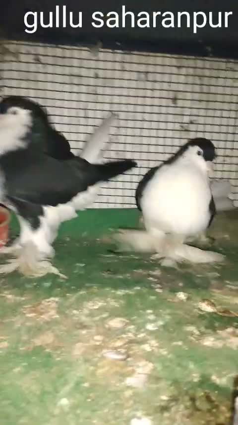 Homer Pigeon, farm video