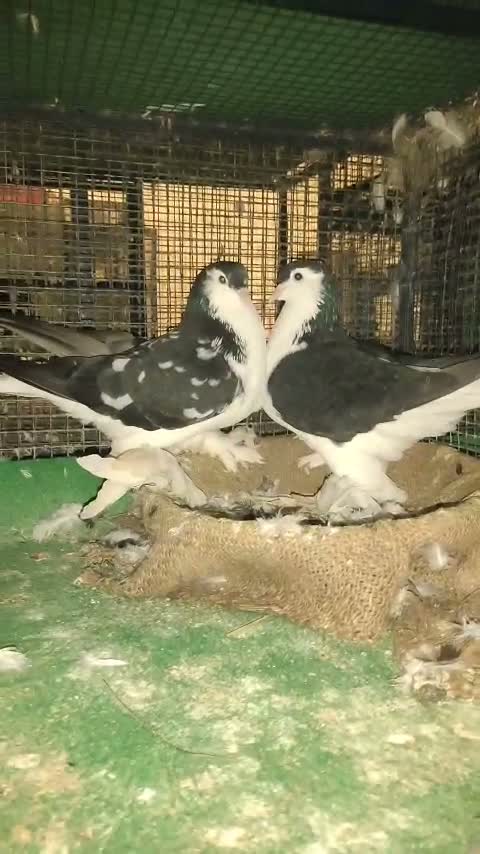 Homer Pigeon, farm video