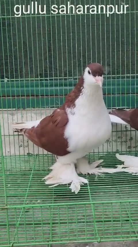 Homer Pigeon, farm video
