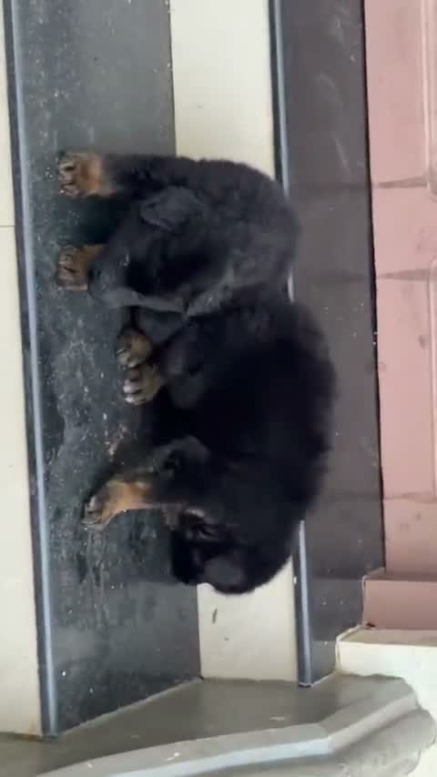 German Shepherd Puppy, farm video