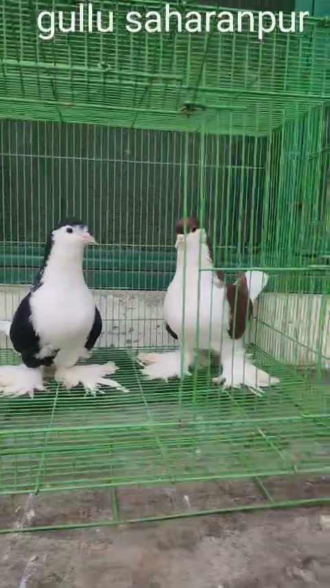 Homer Pigeon, farm video