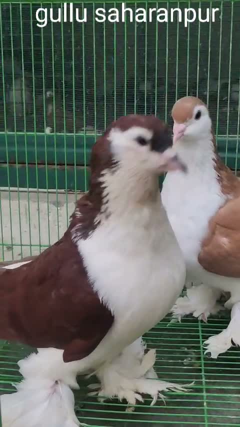 Homer Pigeon, farm video