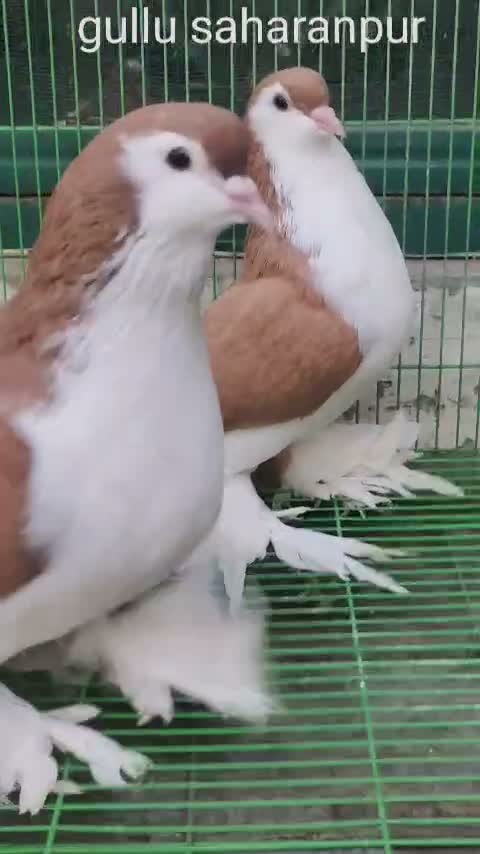 Homer Pigeon, farm video