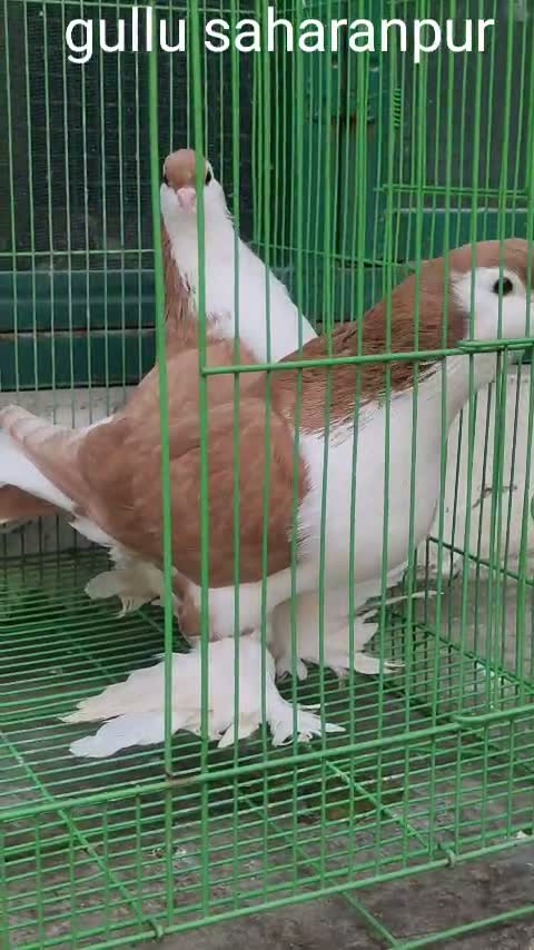 Homer Pigeon, farm video