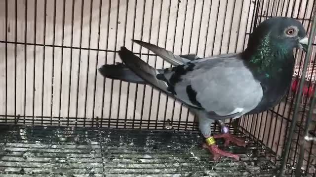 Homer Pigeon, farm video