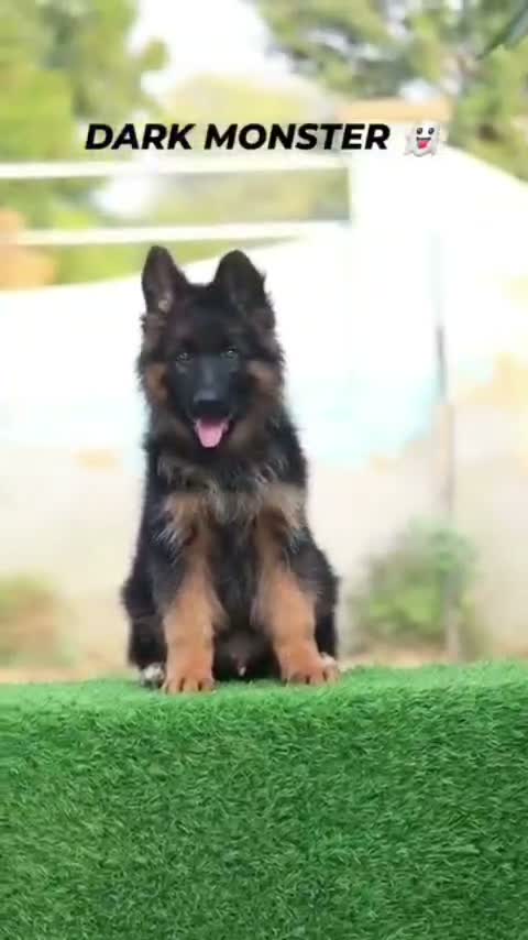 German Shepherd Puppy, farm video