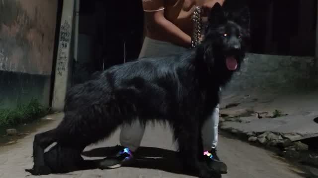 German Shepherd Puppy, farm video