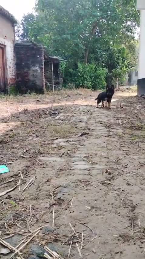 German Shepherd Puppy, farm video