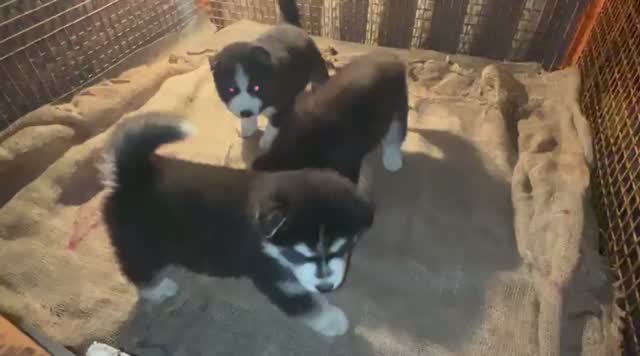 Siberian Husky Puppy | Black & White Color, farm video