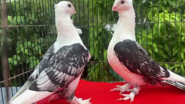 Homer Pigeon, farm video