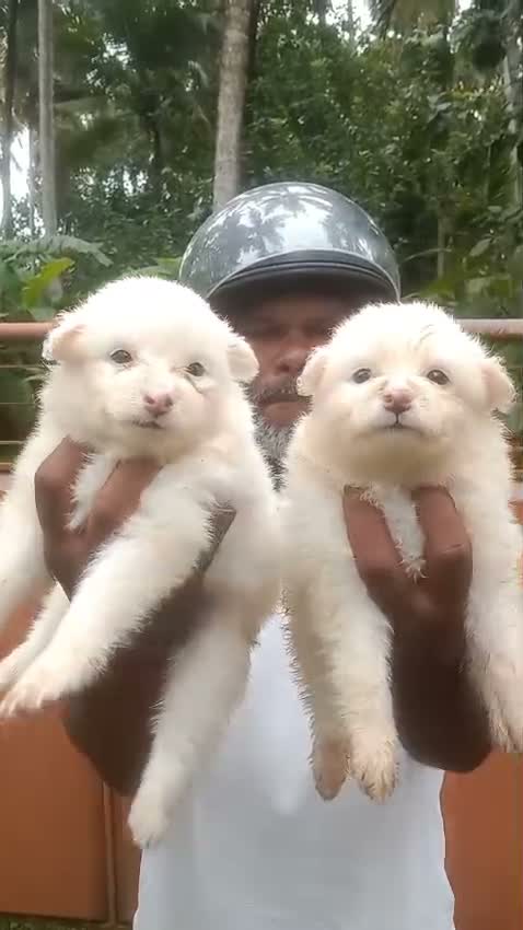 Pomeranian Puppy, farm video