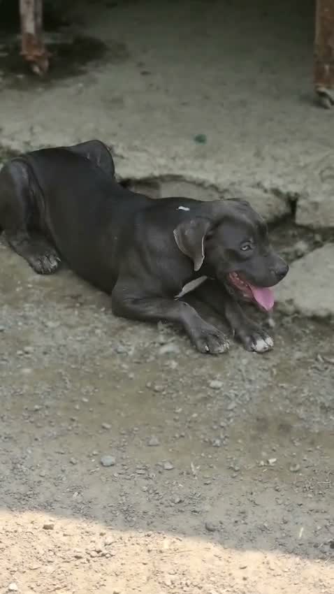 Dachshund Puppy | Brown, farm video