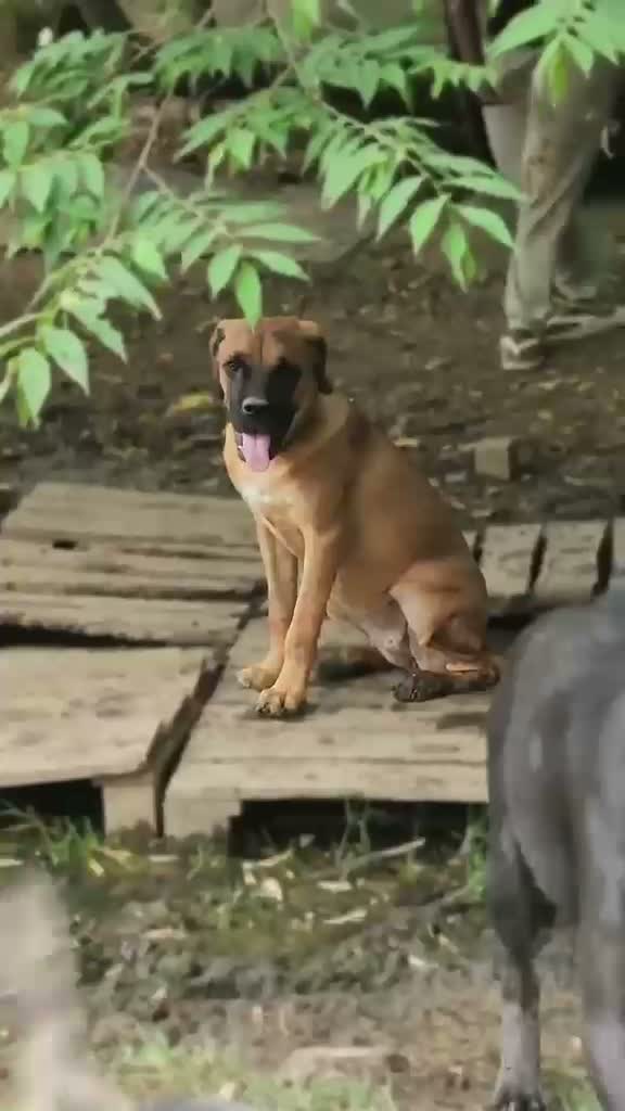 Dachshund Puppy | Brown, farm video