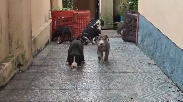 Great Dane Puppy, farm video