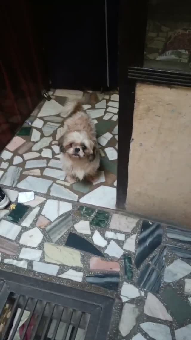 Shih Tzu | Black Color, farm video