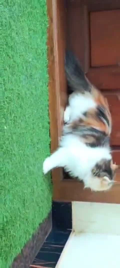 Dachshund Puppy, farm video