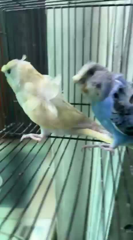 Homer Pigeon, farm video