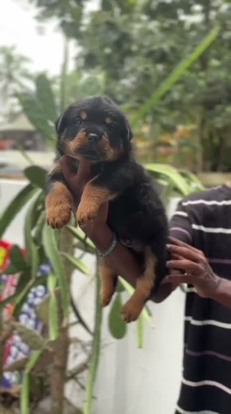 Rottweiler Puppy, farm video