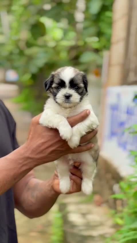 Shih Tzu | Black Color, farm video