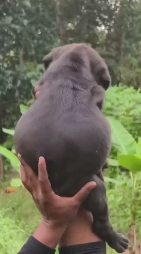 Dachshund Puppy, farm video