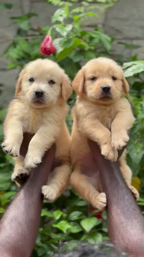 Golden Retriever, farm video