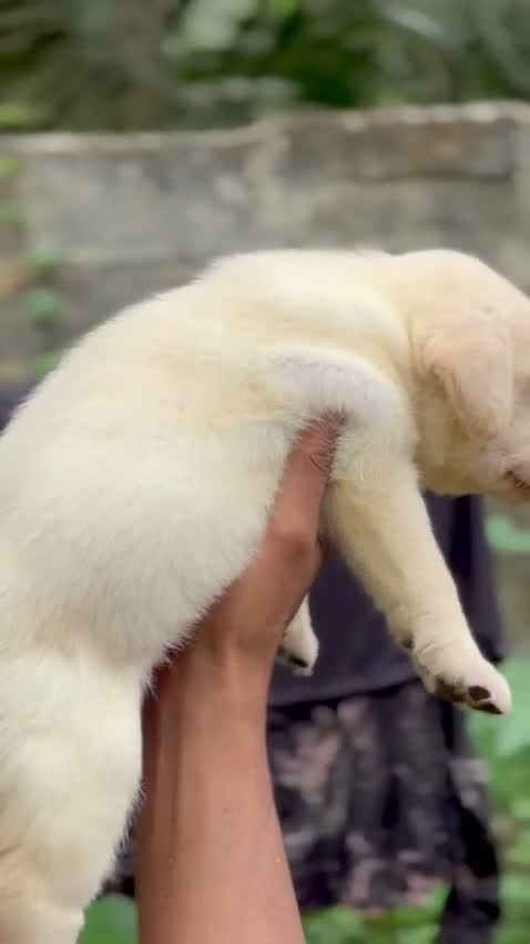 Beagle Black & Tan Puppy, farm video