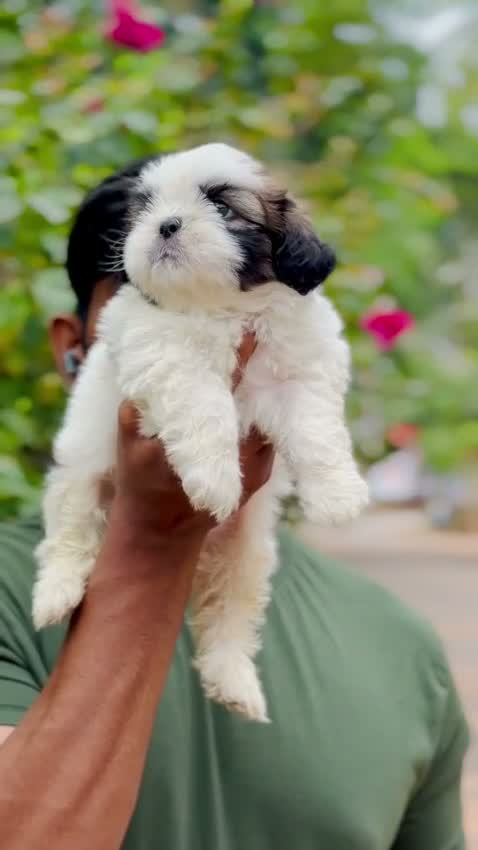 Shih Tzu | Black Color, farm video