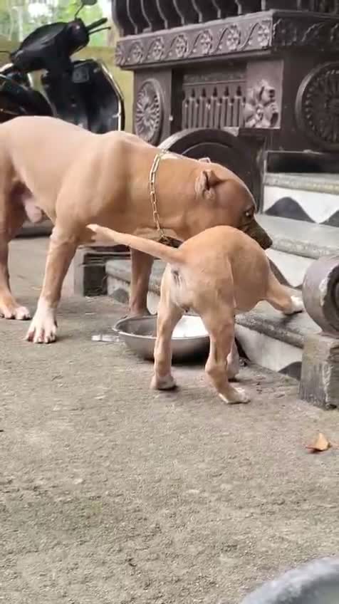 American Bully XL Size Puppy, farm video