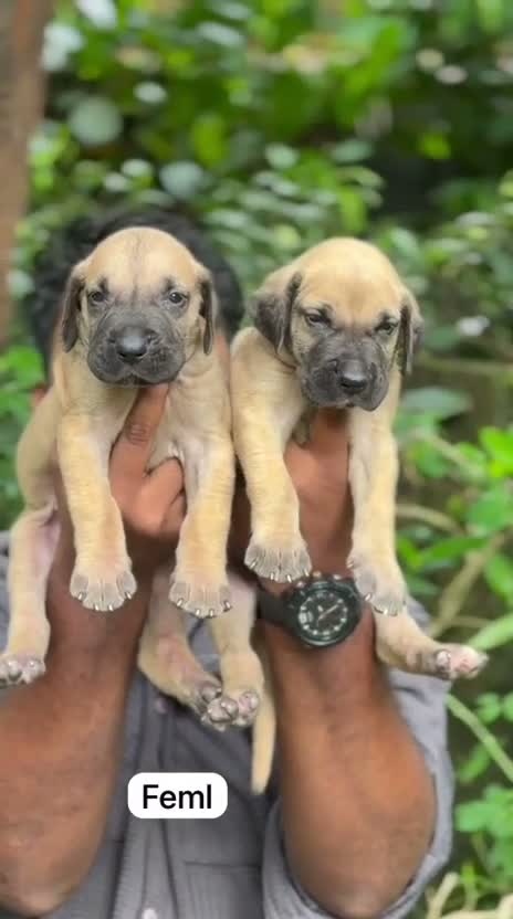 Great Dane Puppy, farm video