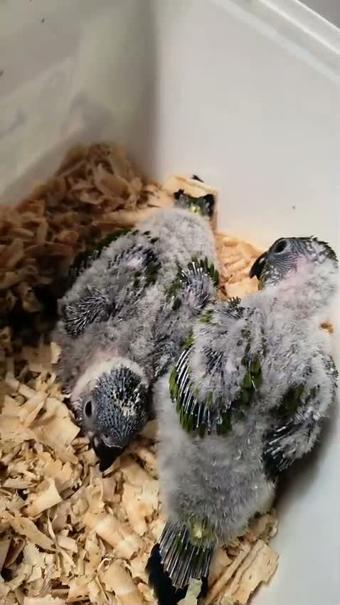 Small Cheek Conure, farm video