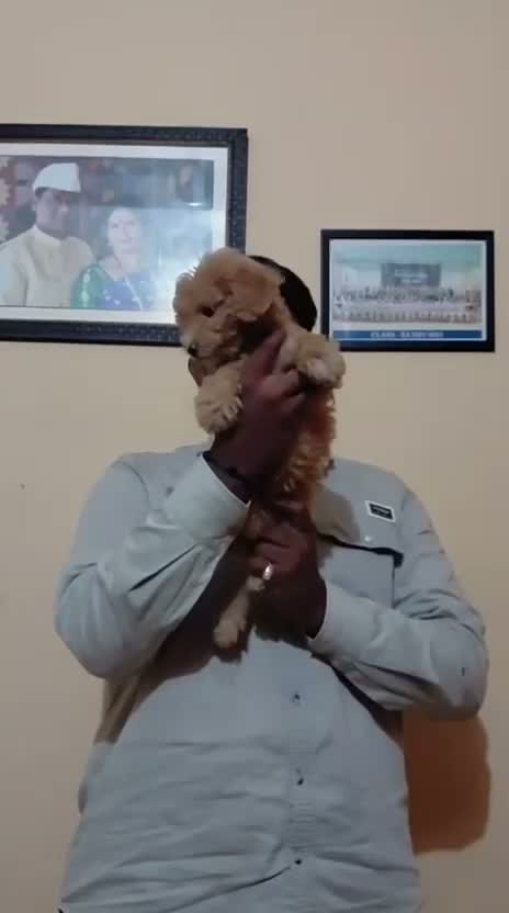 Maltipoo Puppy, farm video