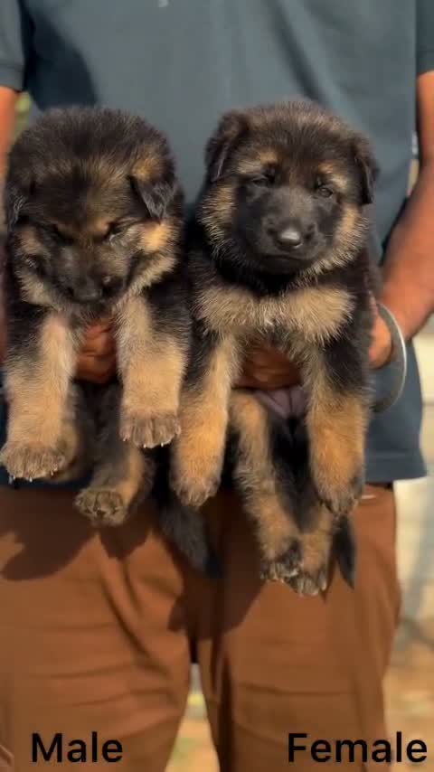 German Shepherd Puppy, farm video