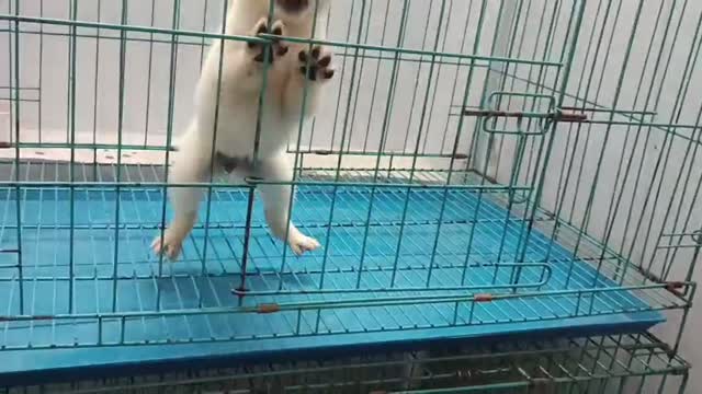 Dachshund Puppy | Brown, farm video