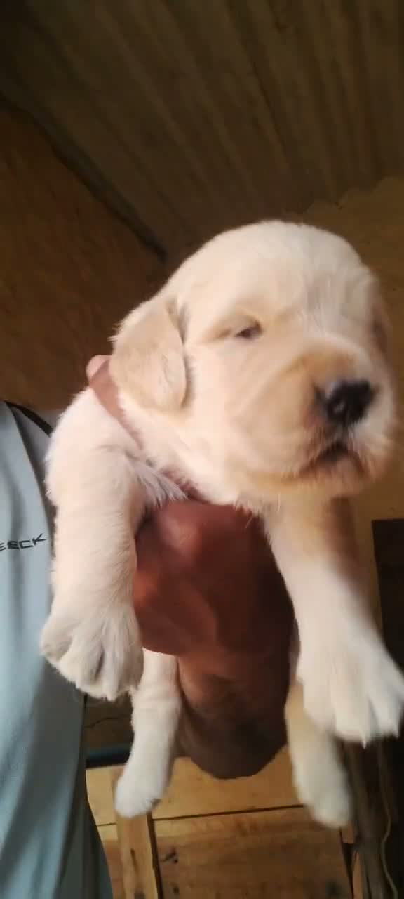 Golden Retriever, farm video
